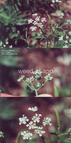 hedgeparsley, Japanese